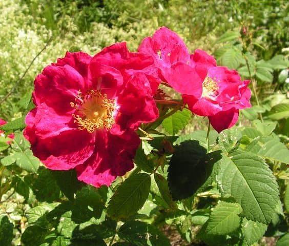 Rosa ×francofurtana Münchh.