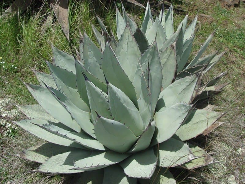 Agave applanata K.Koch