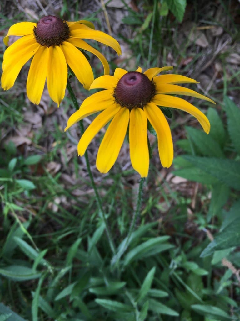 Rudbeckia hirta L.