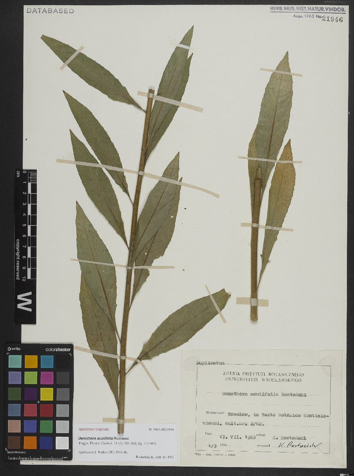 Oenothera ×acutifolia Rostanski
