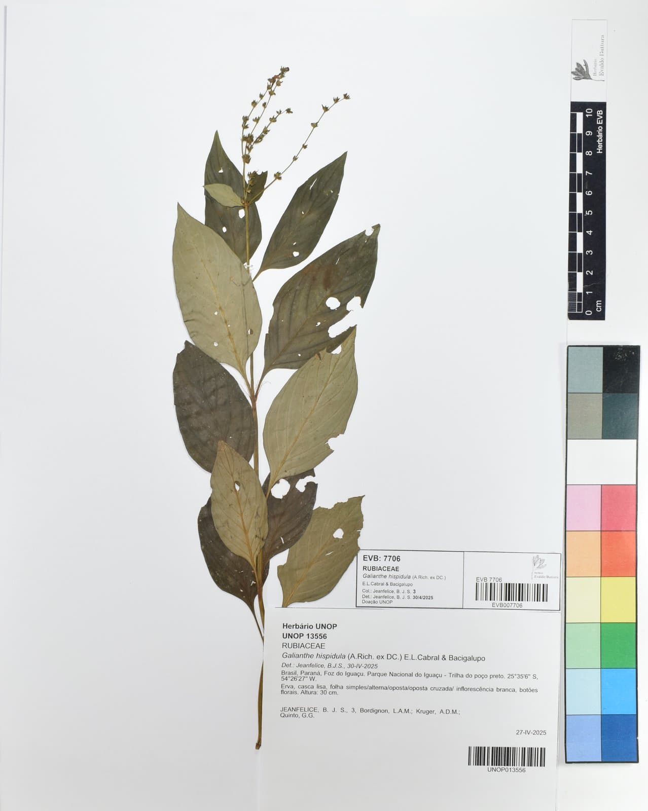 Galianthe hispidula (A.Rich. ex DC.) E.L.Cabral & Bacigalupo