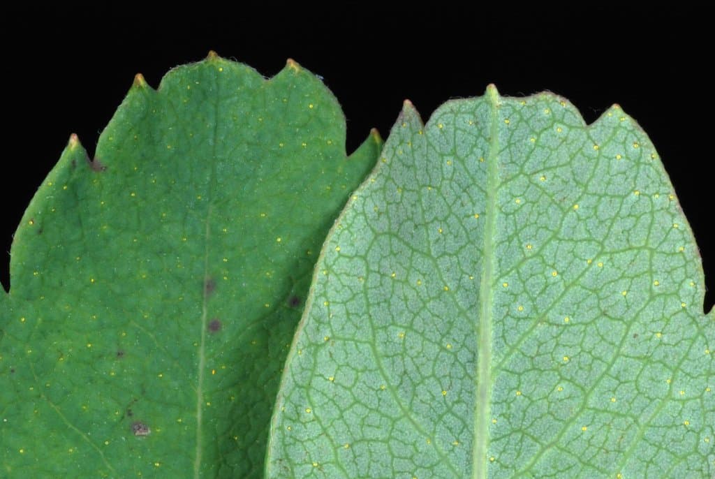 Myrica gale L.
