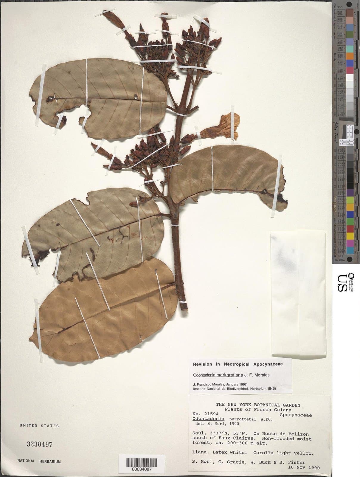 Odontadenia markgrafiana J.F.Morales