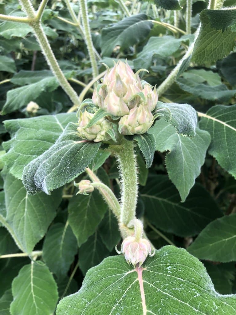 Hydrangea sargentiana Rehder