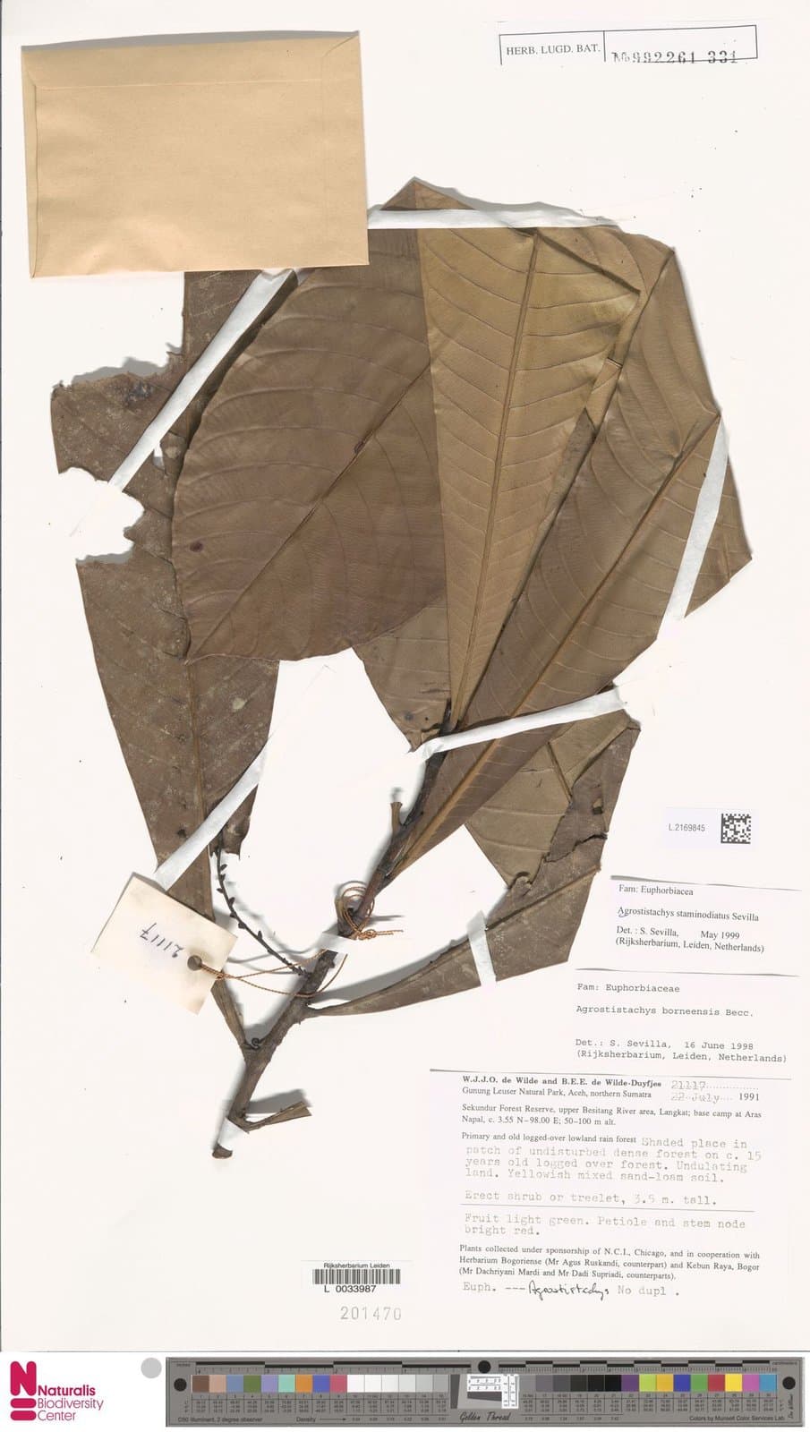 Agrostistachys staminodiata Sevilla