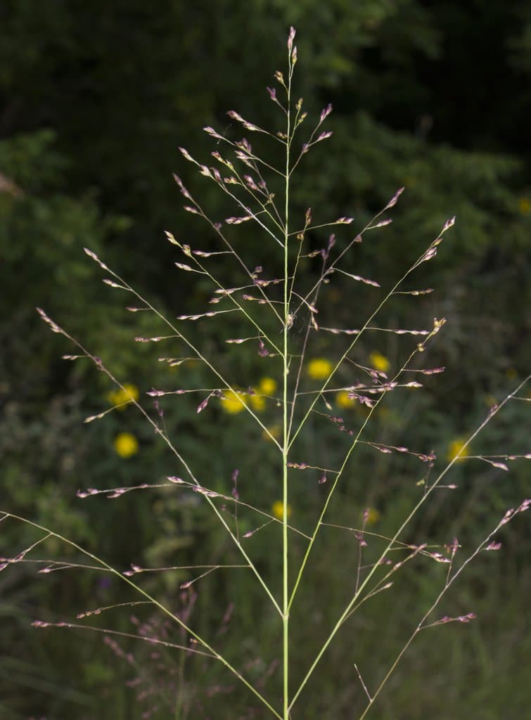 Panicum virgatum L.
