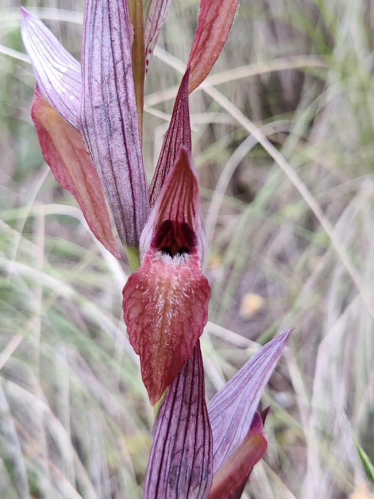 Serapias vomeracea (Burm.f.) Briq.