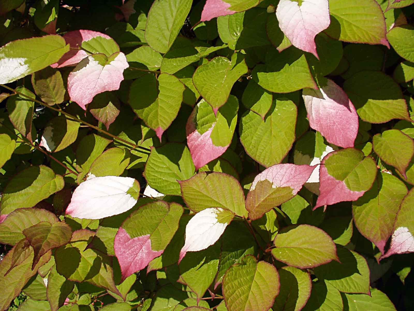 Actinidia kolomikta (Maxim. & Rupr.) Maxim.