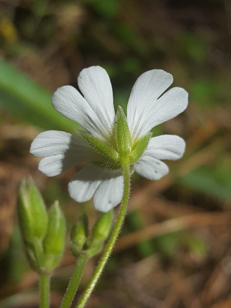 Cerastium arvense x Cerastium tomentosum
