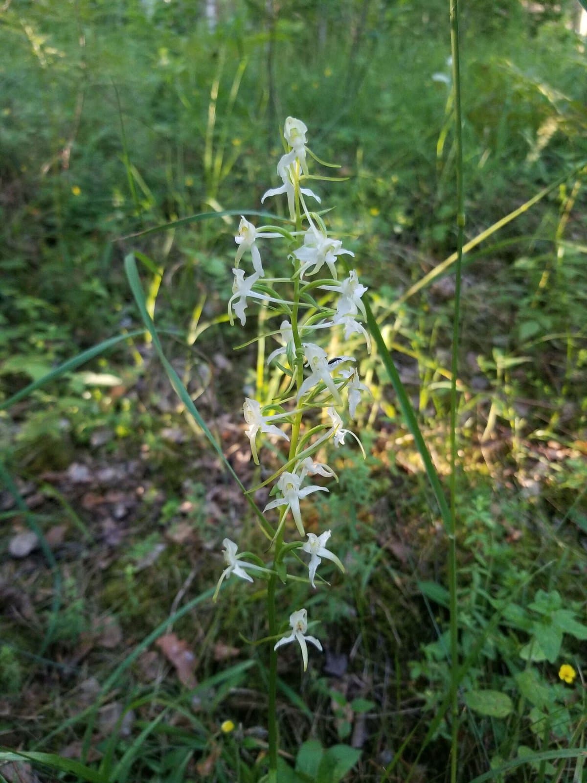 Platanthera ×hybrida Brügger