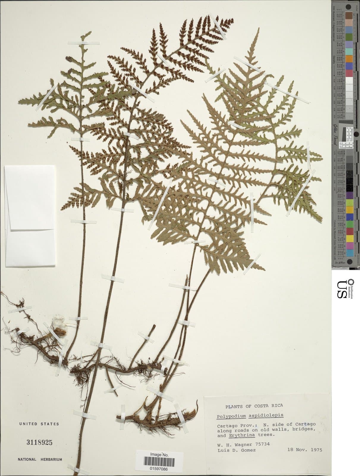 Pleopeltis ×aspidiolepis (Baker) A.R.Sm.