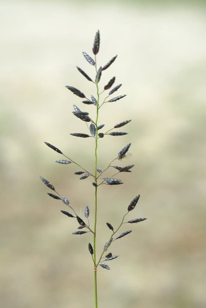 Eragrostis minor Host
