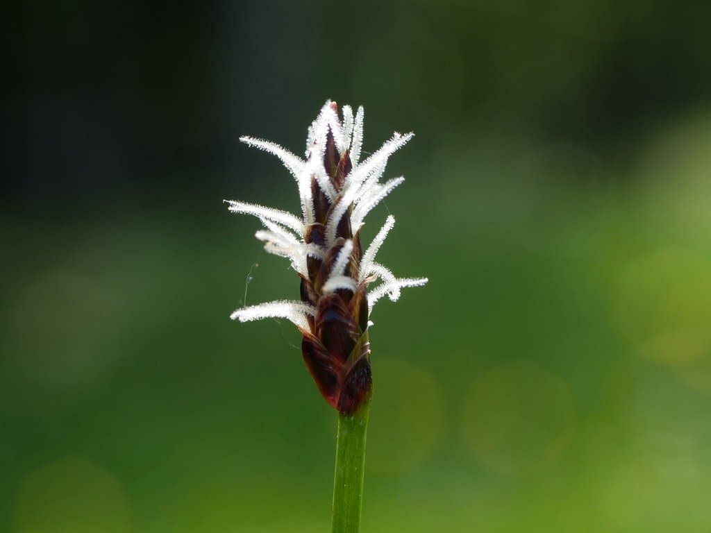 Eleocharis uniglumis (Link) Schult.