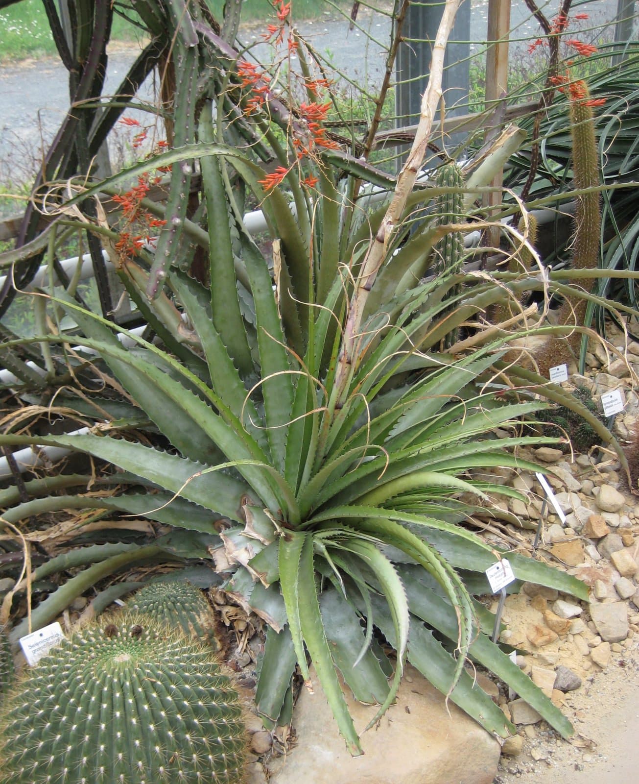 Deuterocohnia meziana Kuntze ex Mez
