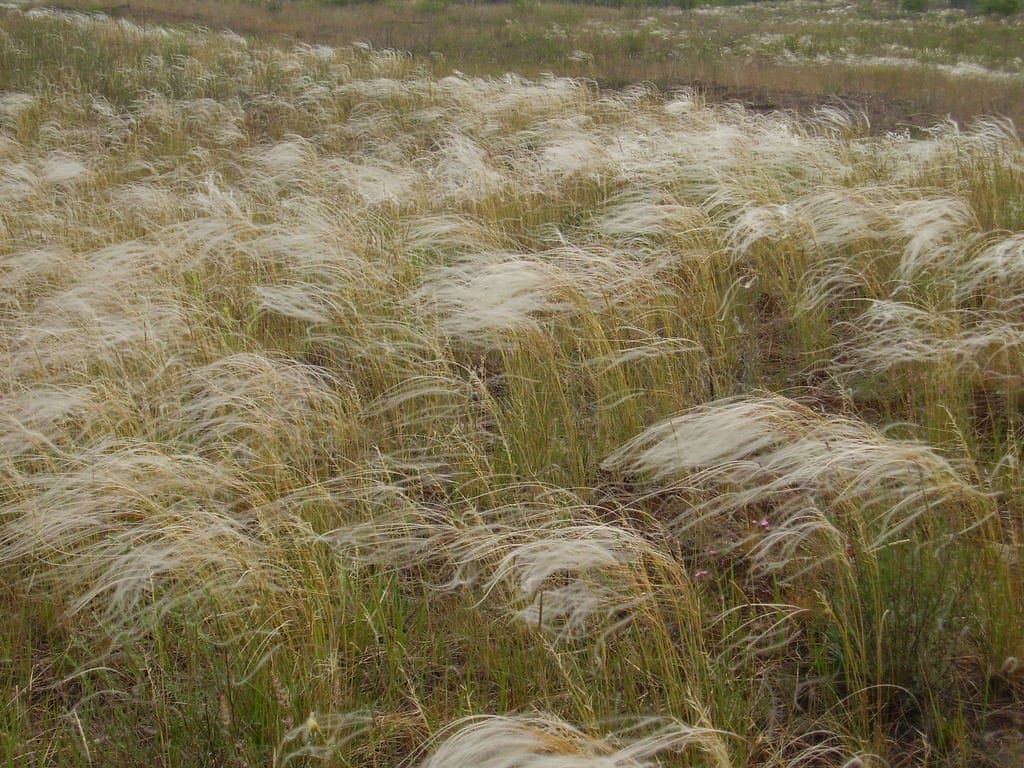 Stipa borysthenica Klokov ex Prokudin