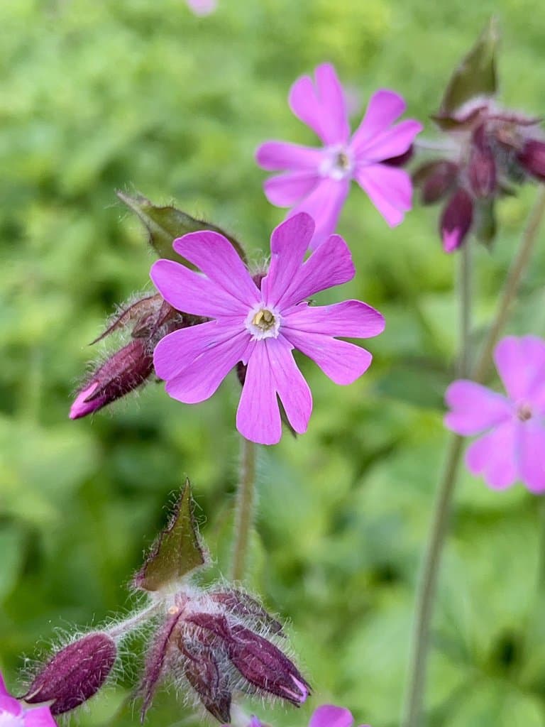 Silene dioica (L.) Clairv.