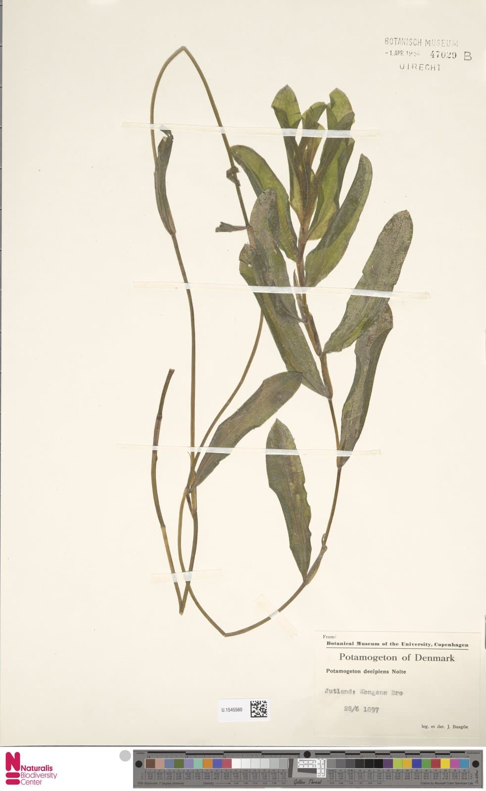 Potamogeton ×salicifolius Wolfg.