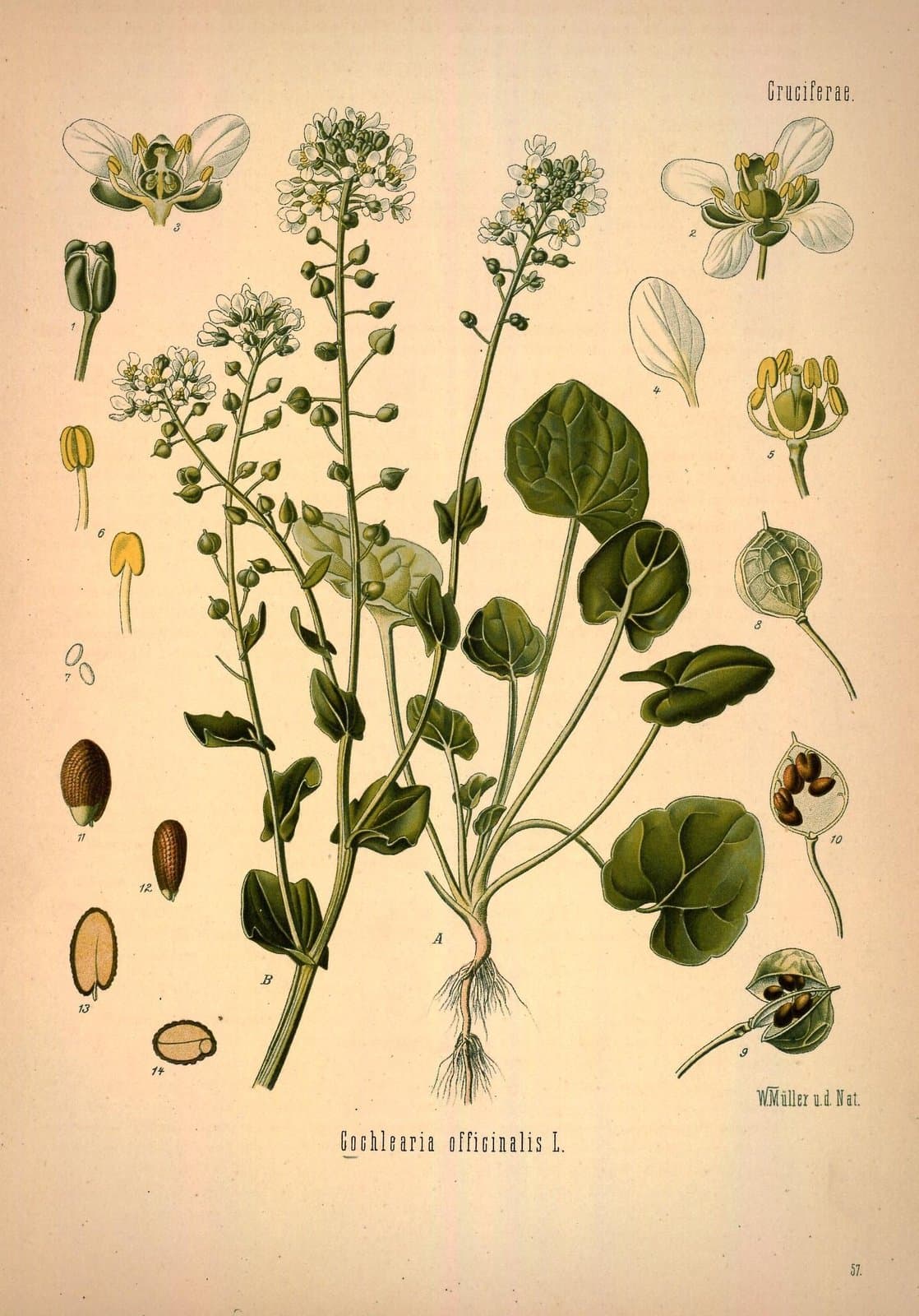Cochlearia officinalis L.