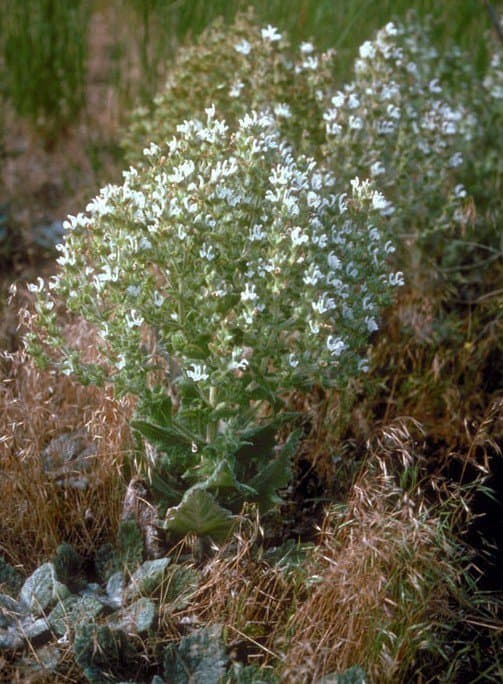 Salvia aethiopis L.