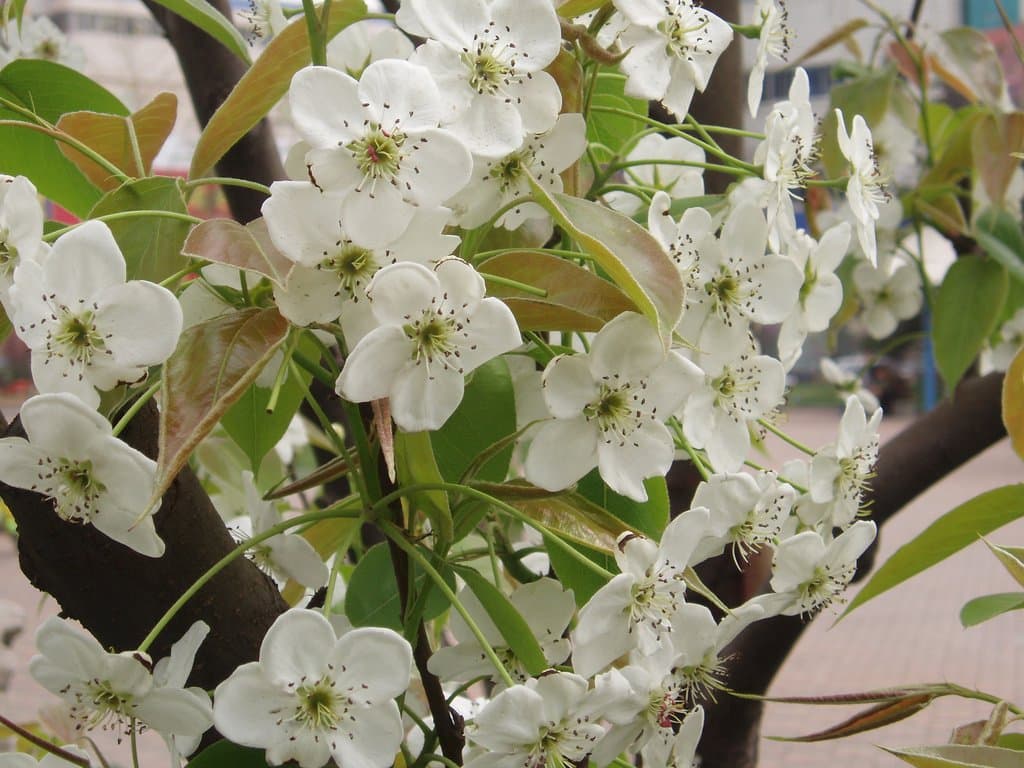 Pyrus bretschneideri Rehder