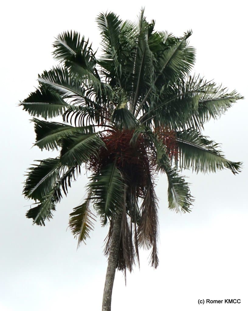 Ravenea madagascariensis Becc.