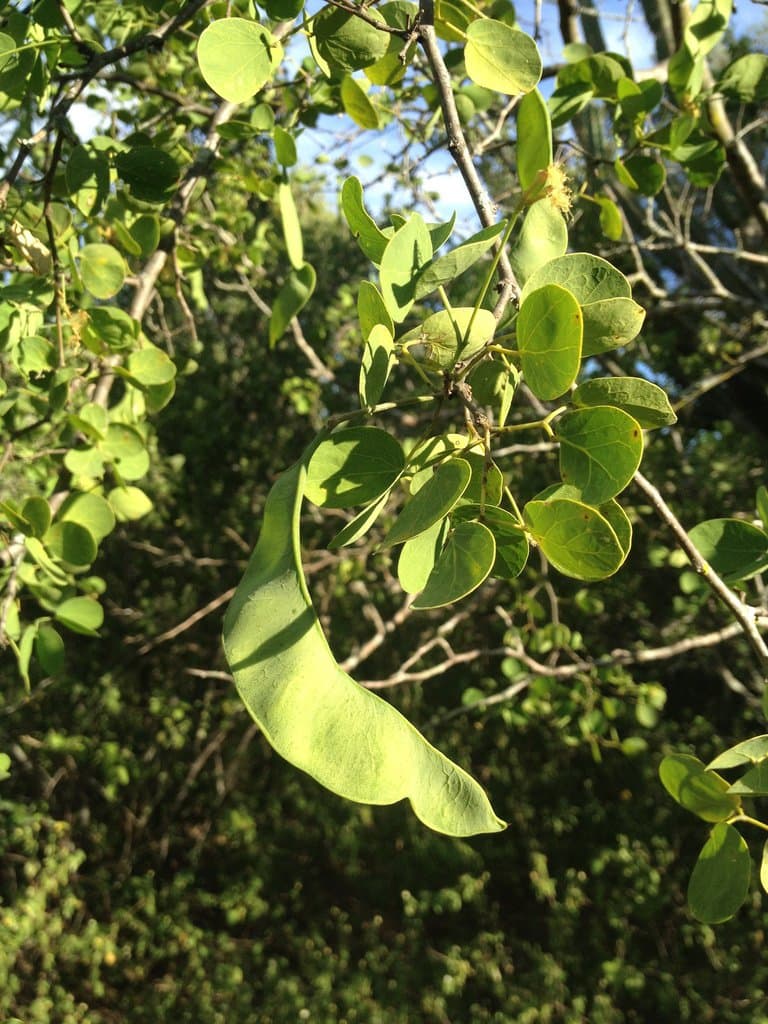 Chloroleucon chacoense (Burkart) Barneby & J.W.Grimes