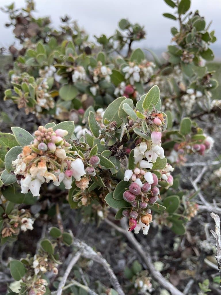 Arctostaphylos morroensis Wiesl. & B.Schreib.