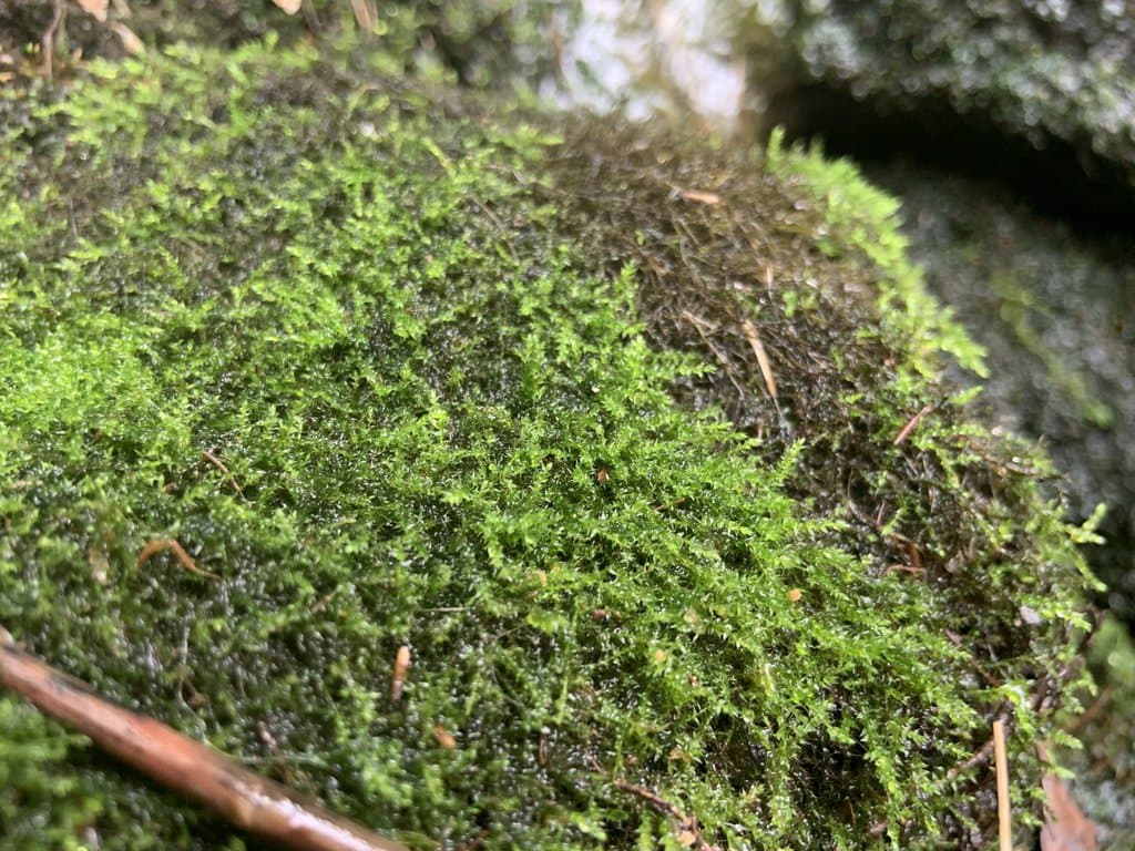 Hygroamblystegium humile (P.Beauv.) Vanderp., Hedenäs & Goffinet