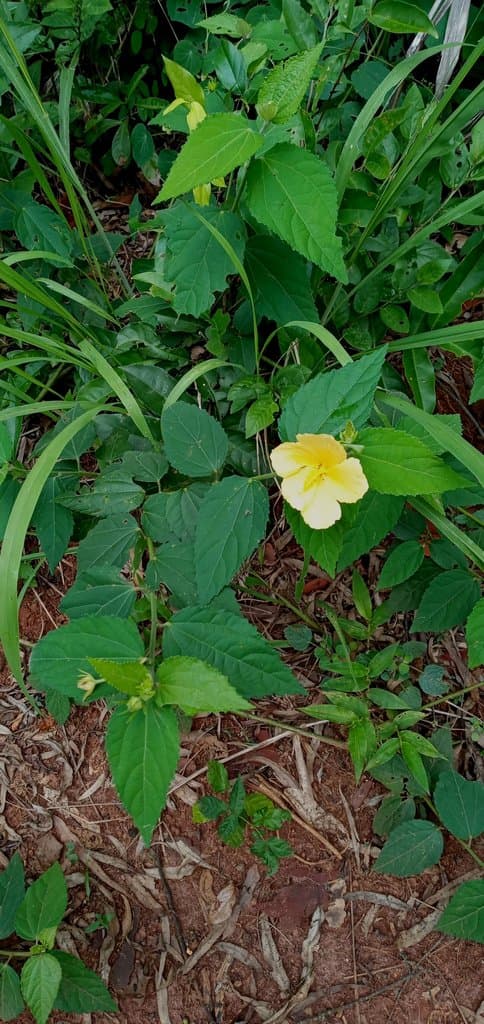 Pavonia communis A.St.-Hil.
