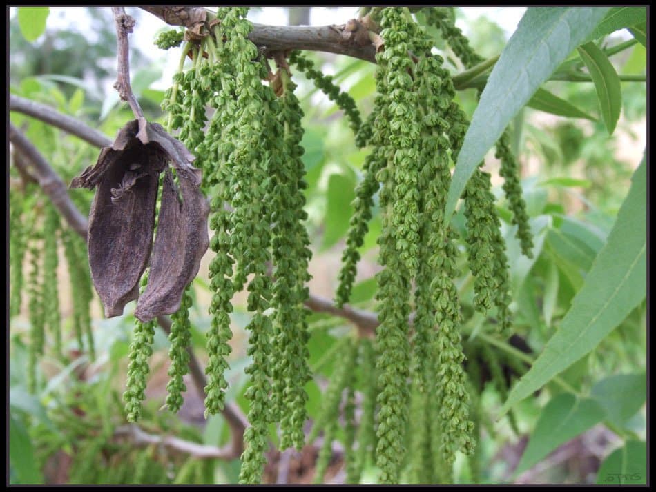 Carya illinoinensis (Wangenh.) K.Koch