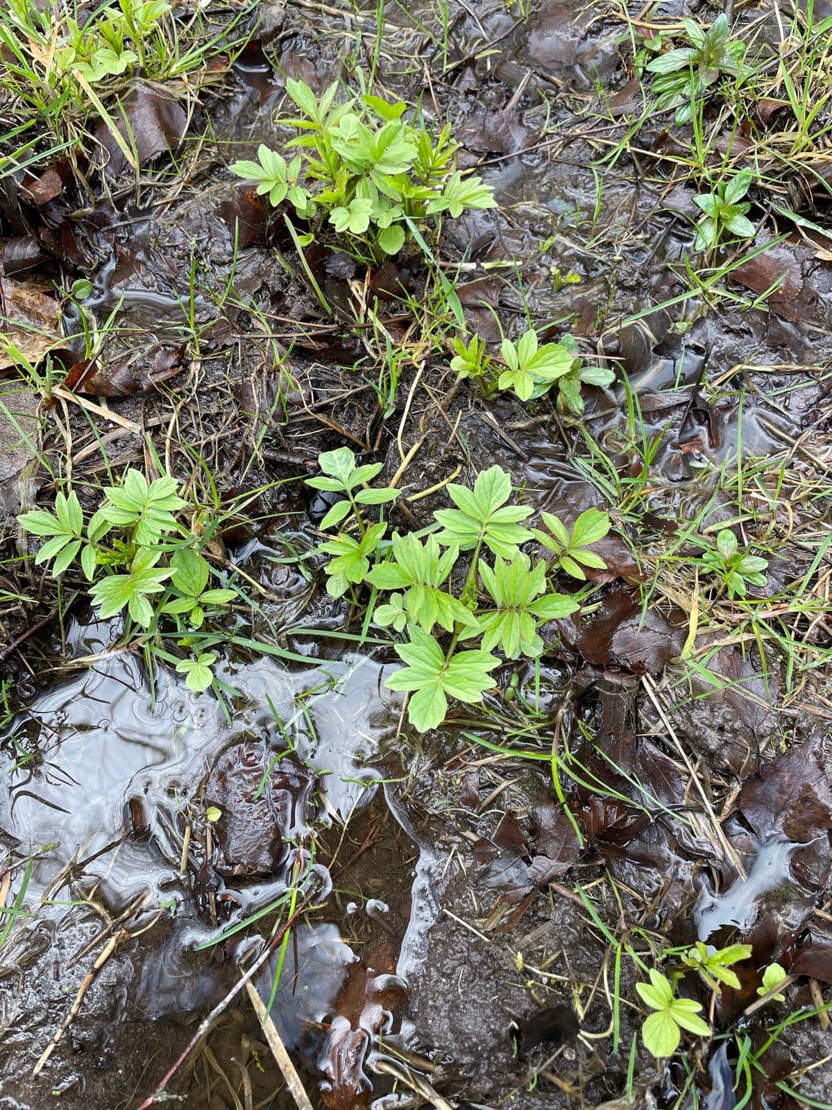 Valeriana sambucifolia J.C.Mikan