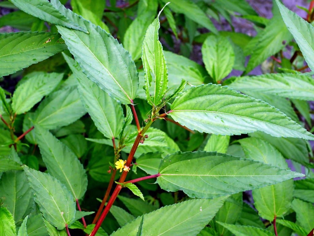 Corchorus capsularis L.