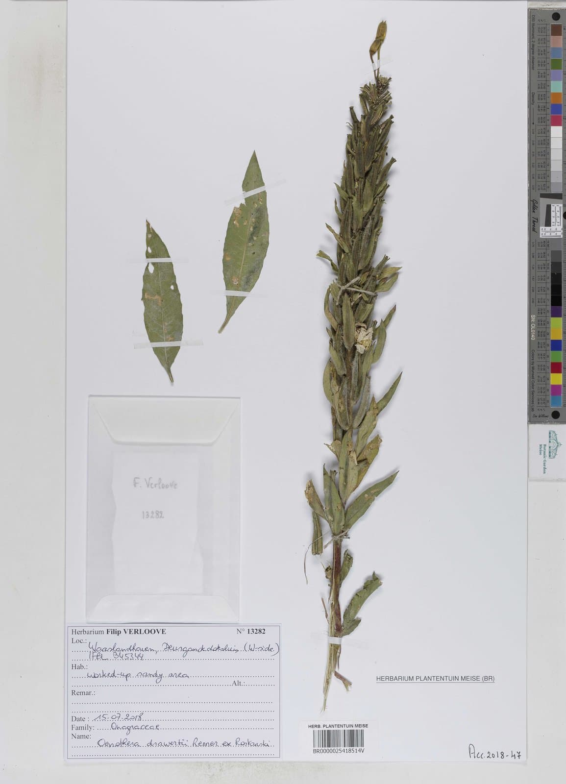 Oenothera ×drawertii Renner ex Rostanski
