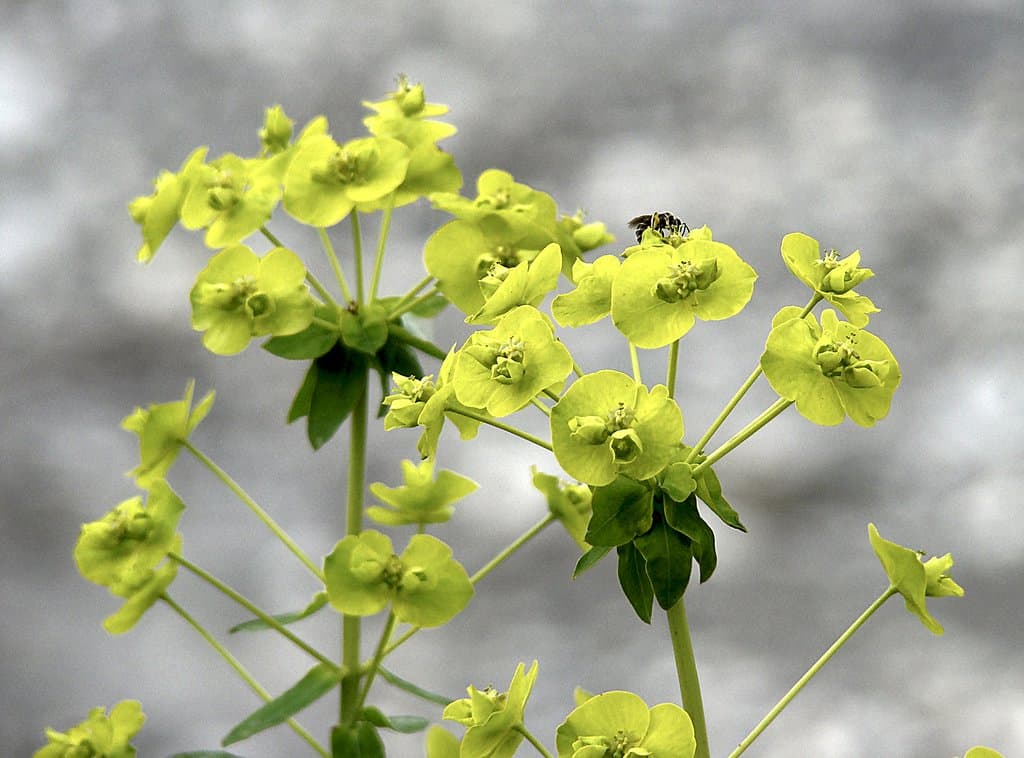 Euphorbia virgata Waldst. & Kit.