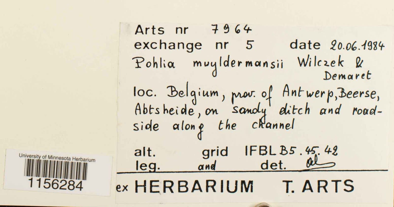 Pohlia flexuosa Harv.