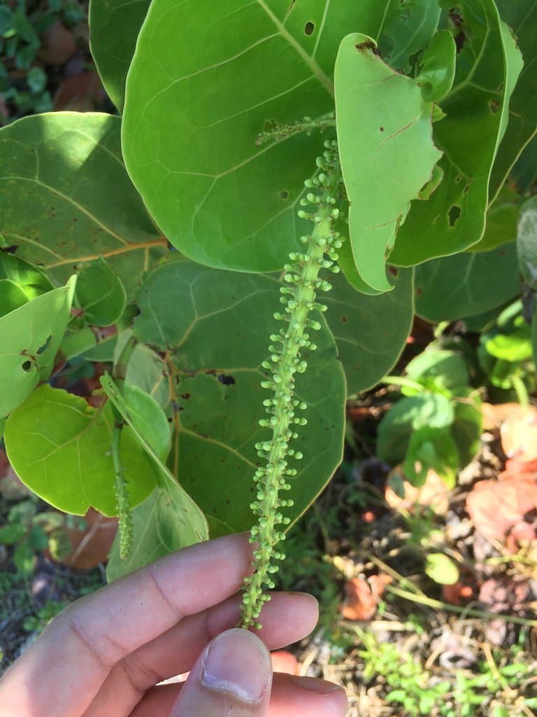 Coccoloba uvifera (L.) L.
