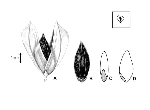 Phalaris brachystachys Link