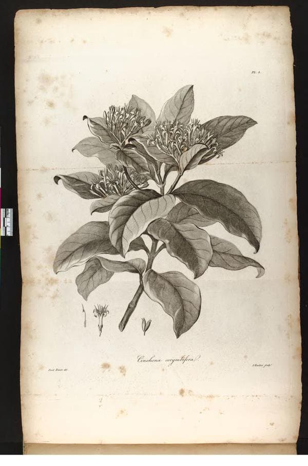Badusa corymbifera (G.Forst.) A.Gray