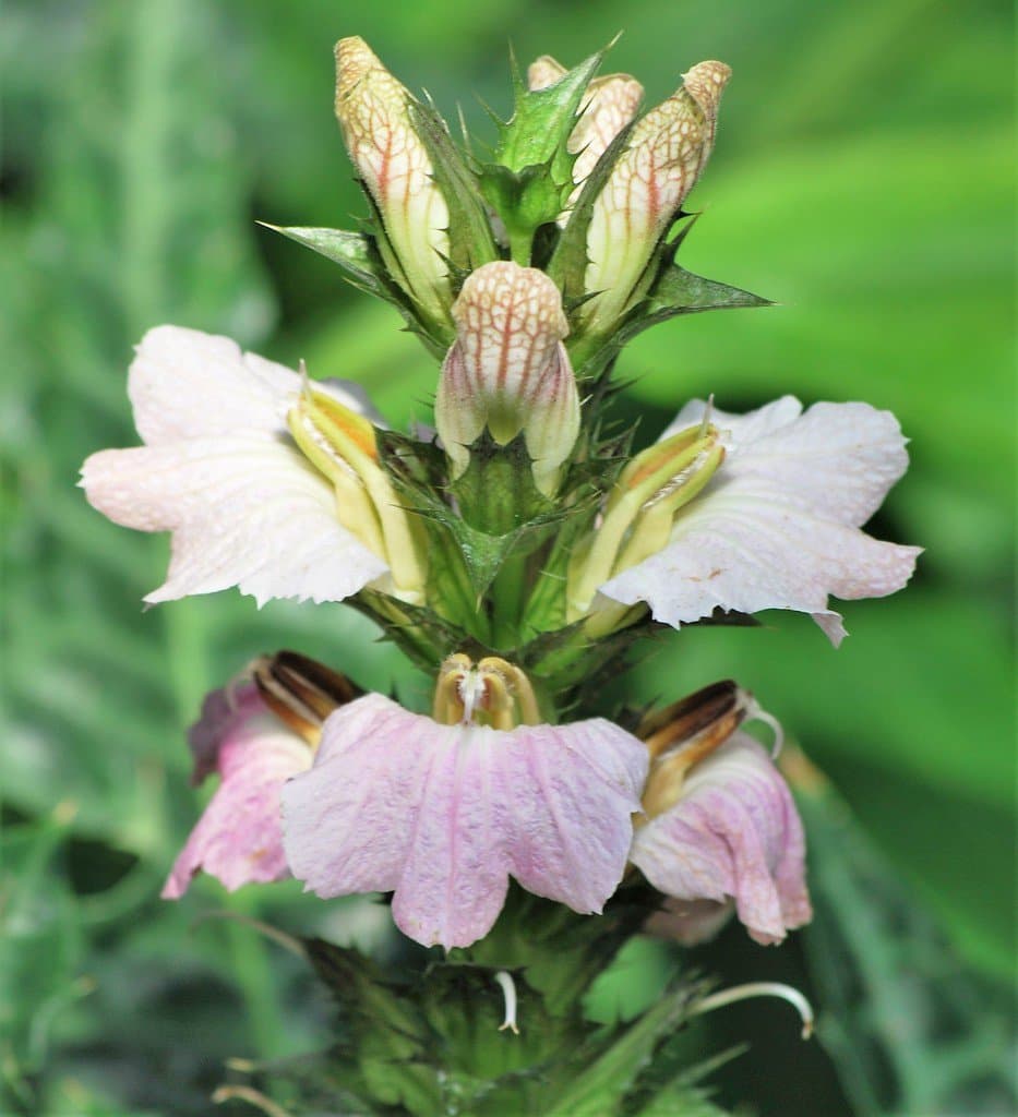 Acanthus montanus (Nees) T.Anderson