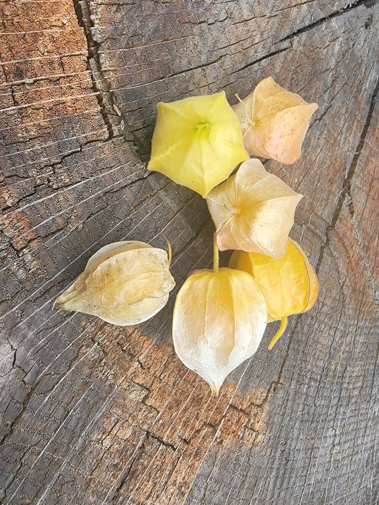 Physalis grisea (Waterf.) M.Martínez