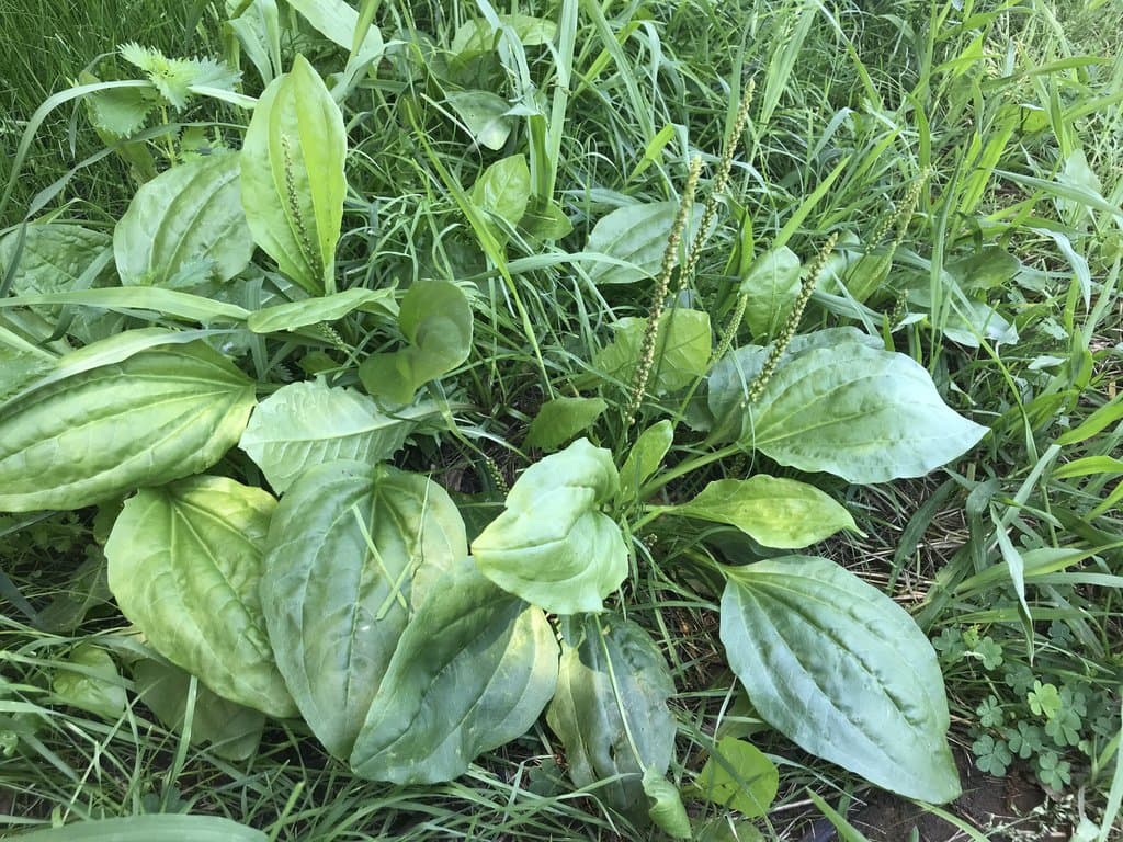 Plantago major L.