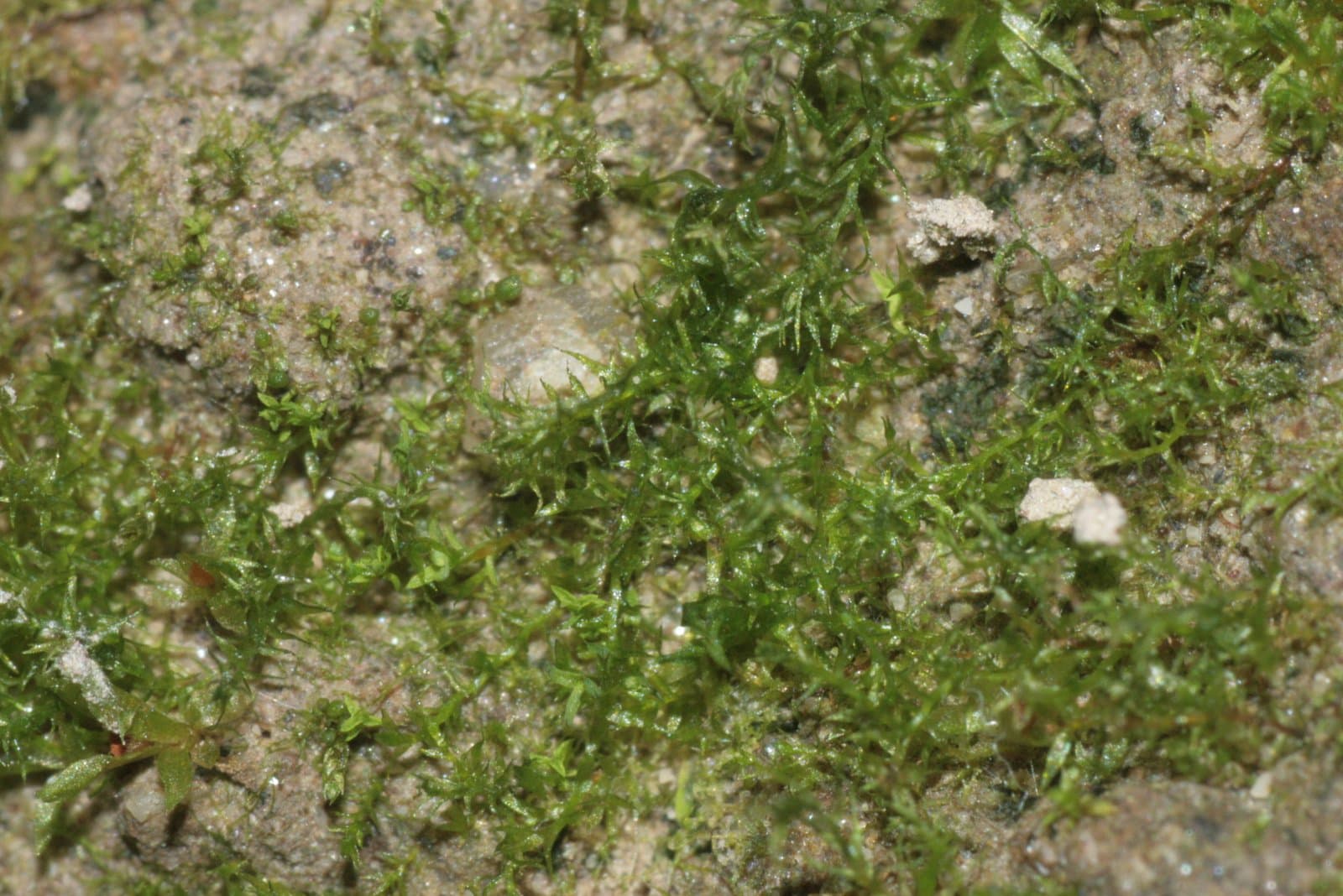 Dicranella staphylina H.Whitehouse
