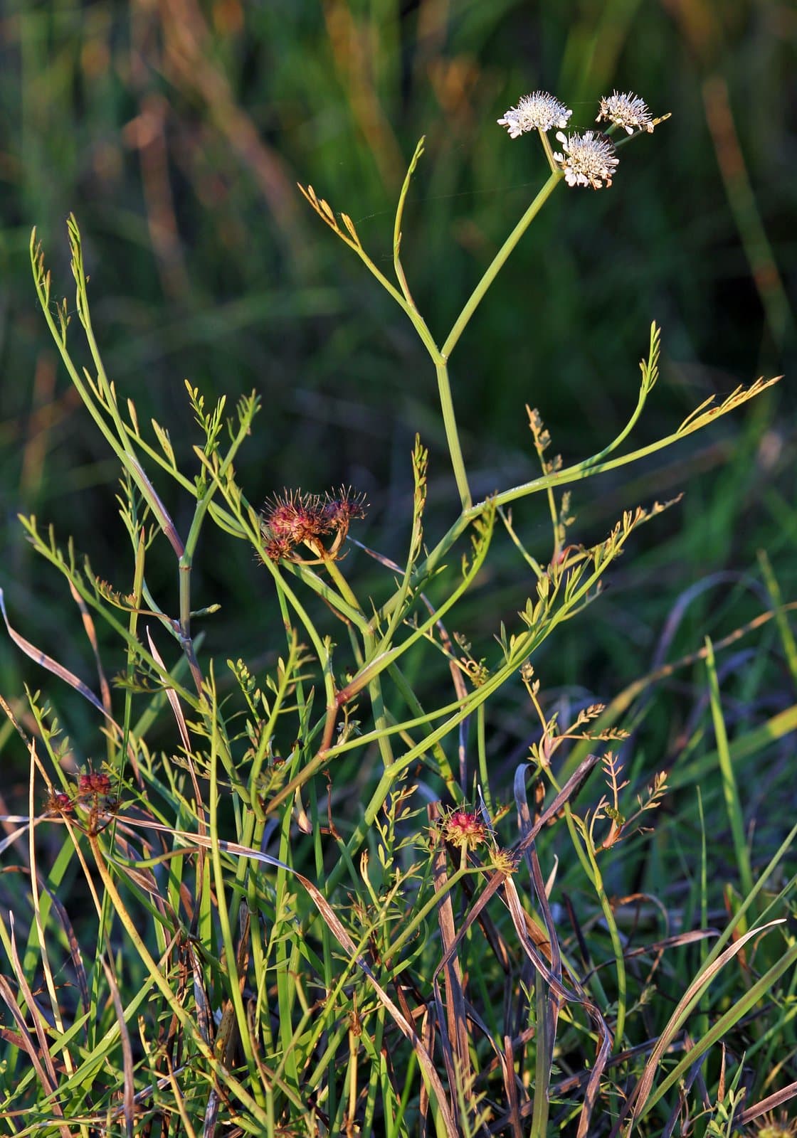 Oenanthe fistulosa L.