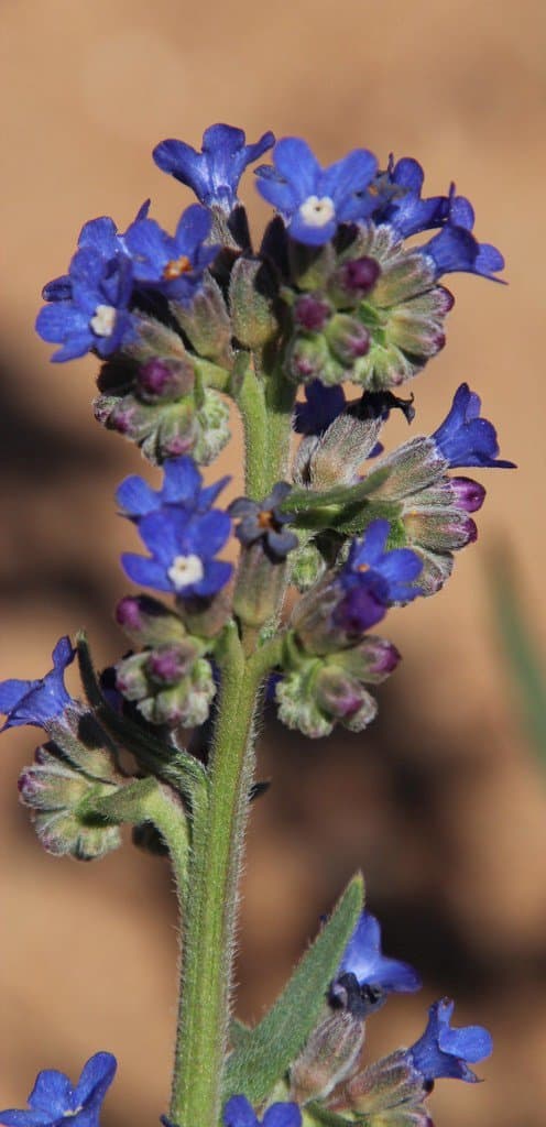 Anchusa capensis Thunb.