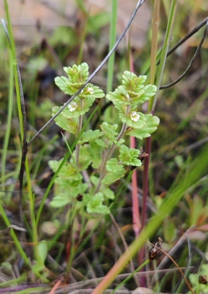 Euphrasia bottnica Kihlm.