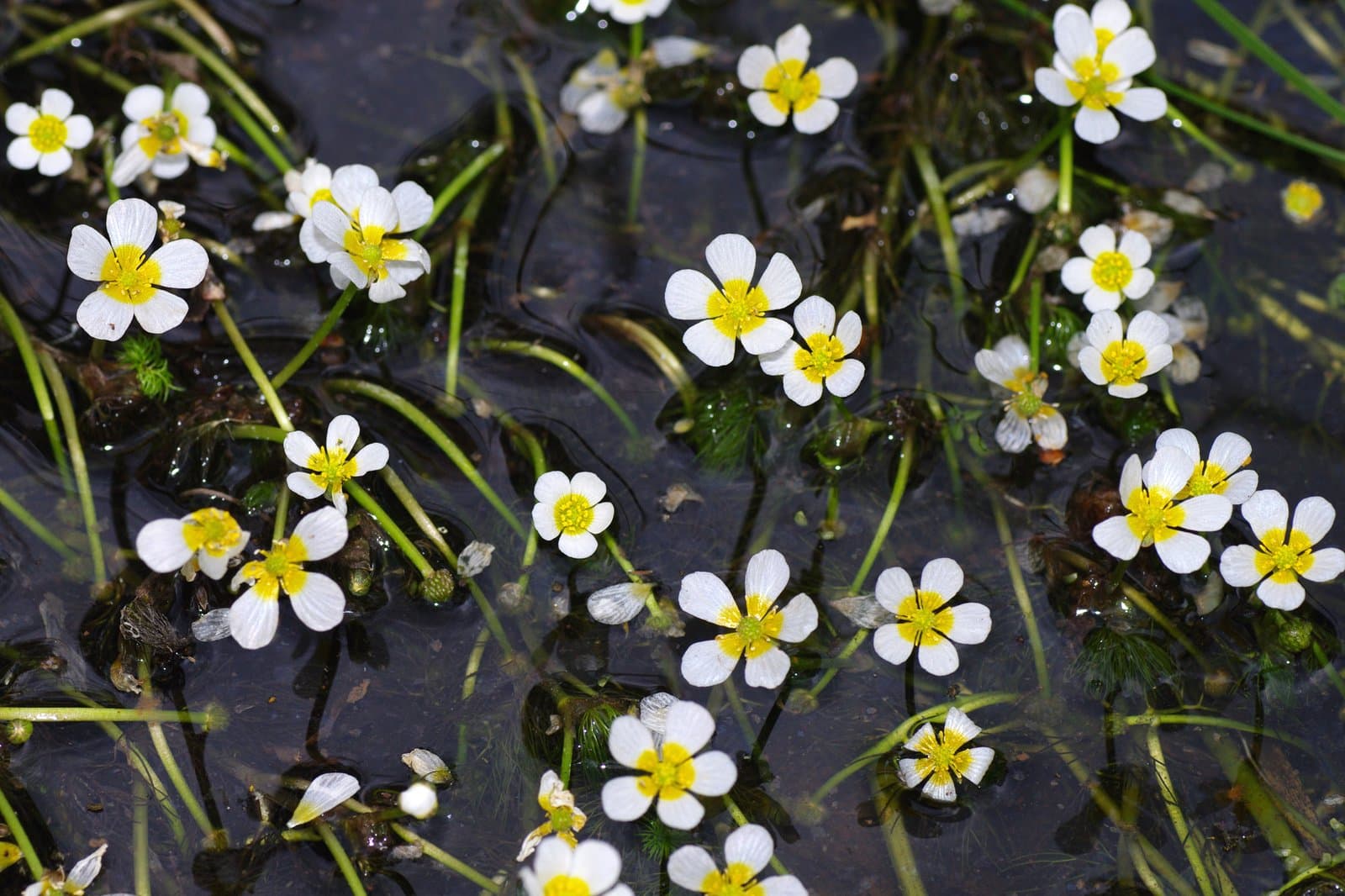 Ranunculus trichophyllus Chaix