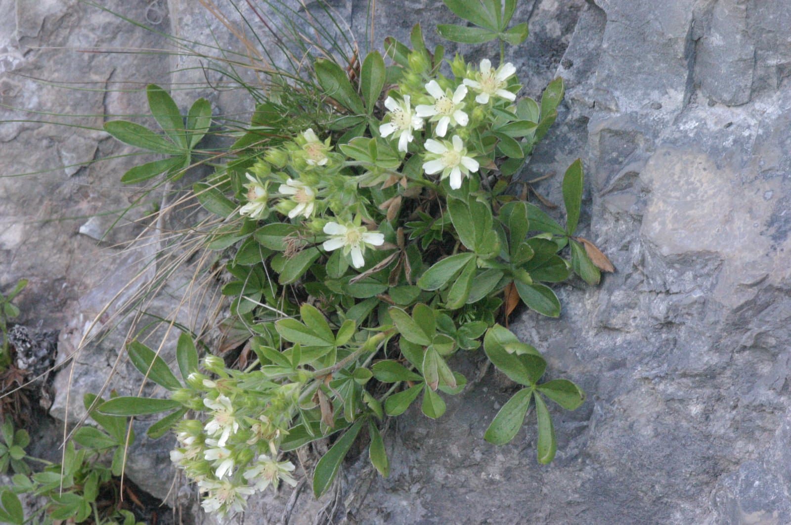Potentilla caulescens L.