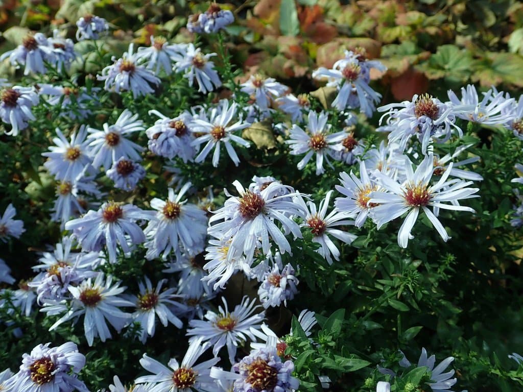 Symphyotrichum dumosum (L.) G.L.Nesom