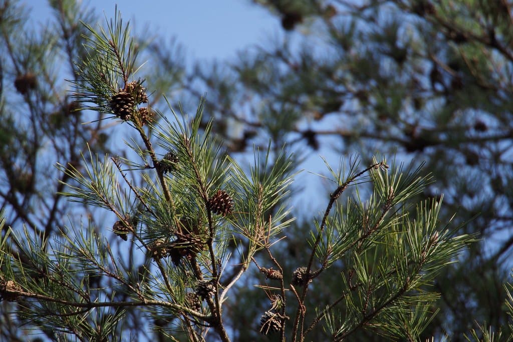 Pinus densiflora Siebold & Zucc.