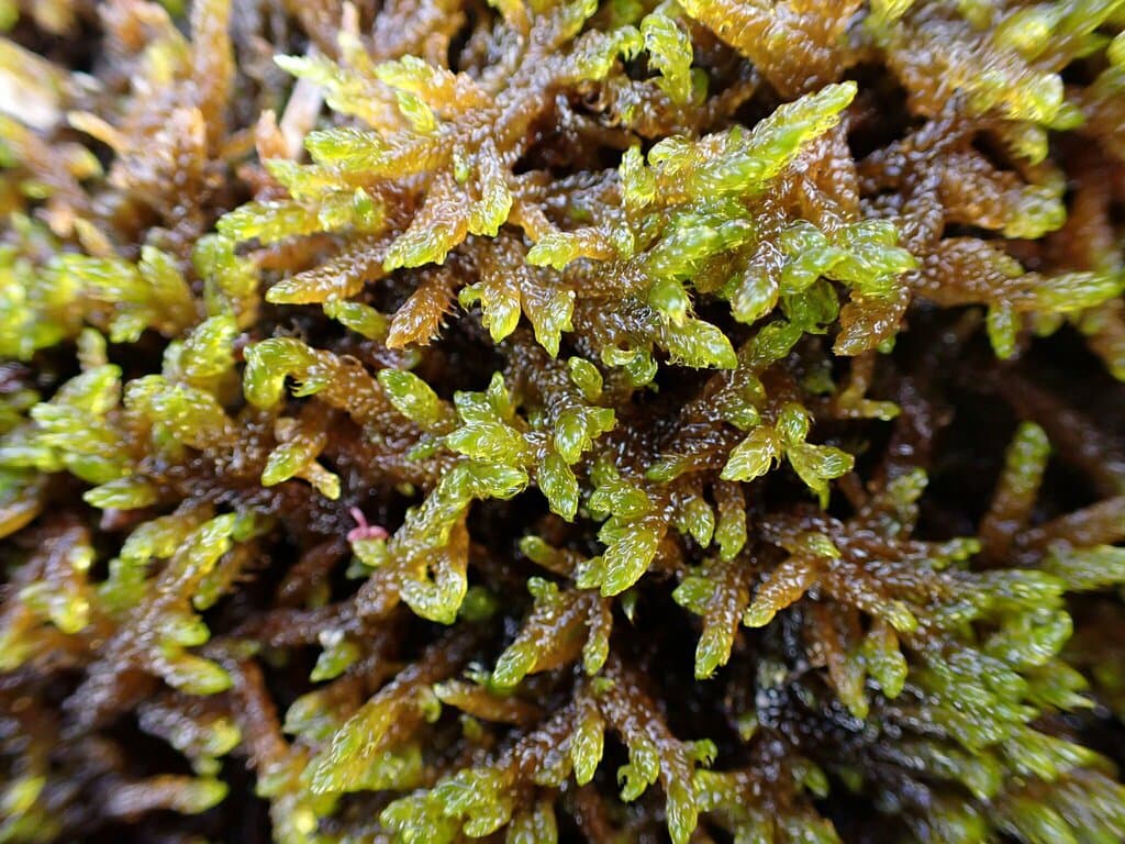 Drepanocladus sordidus (Müll.Hal.) Hedenäs